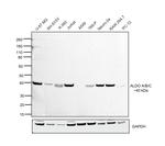 Aldolase A/B/C Antibody in Western Blot (WB)