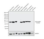 Aldolase A/B/C Antibody in Western Blot (WB)