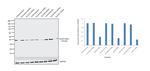Aldolase A/B/C Antibody in Western Blot (WB)