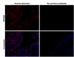MFGE8 Antibody in Immunohistochemistry (Paraffin) (IHC (P))