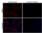 MFGE8 Antibody in Immunohistochemistry (Paraffin) (IHC (P))