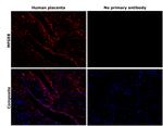 MFGE8 Antibody in Immunohistochemistry (Paraffin) (IHC (P))