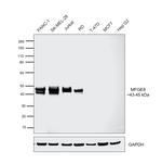 MFGE8 Antibody