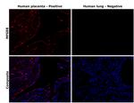 MFGE8 Antibody