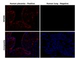 MFGE8 Antibody
