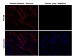 MFGE8 Antibody