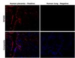 MFGE8 Antibody