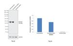 MFGE8 Antibody in Western Blot (WB)