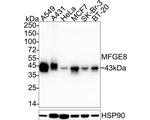 MFGE8 Antibody in Western Blot (WB)