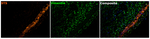 STS Antibody in Immunohistochemistry (Paraffin) (IHC (P))