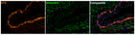 STS Recombinant Rabbit Monoclonal Antibody (PSH05-74)
