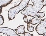 STS Antibody in Immunohistochemistry (Paraffin) (IHC (P))