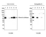 STS Antibody in Western Blot (WB)