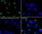SPON1 Antibody in Immunocytochemistry (ICC/IF)
