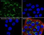 SPON1 Antibody in Immunocytochemistry (ICC/IF)