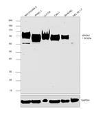 SPON1 Antibody in Western Blot (WB)