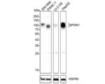 SPON1 Antibody in Western Blot (WB)