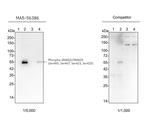 Phospho-SMAD2/SMAD3 (Ser465, Ser467, Ser423, Ser425) Antibody in Western Blot (WB)