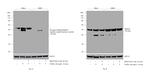 Phospho-SMAD2/SMAD3 (Ser465, Ser467, Ser423, Ser425) Antibody in Western Blot (WB)