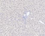 NMDAR2B Antibody in Immunohistochemistry (Paraffin) (IHC (P))