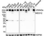 MED12 Recombinant Rabbit Monoclonal Antibody (PSH06-67)