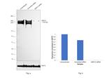 MED12 Antibody in Western Blot (WB)