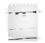 MED12 Antibody in Western Blot (WB)