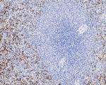 CD42b Antibody in Immunohistochemistry (Paraffin) (IHC (P))