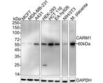 PRMT4 Antibody in Western Blot (WB)