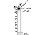CD169 Recombinant Rabbit Monoclonal Antibody (PSH05-21)