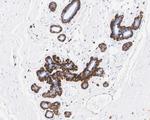 Annexin A1 Antibody in Immunohistochemistry (Paraffin) (IHC (P))
