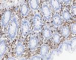 Annexin A1 Antibody in Immunohistochemistry (Paraffin) (IHC (P))