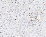 Annexin A1 Antibody in Immunohistochemistry (Paraffin) (IHC (P))