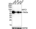 KIFC1 Antibody in Western Blot (WB)