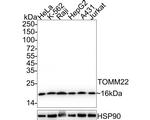 TOMM22 Antibody in Western Blot (WB)