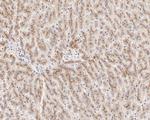 C1S Antibody in Immunohistochemistry (Paraffin) (IHC (P))