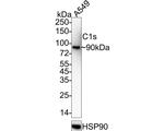 C1S Antibody in Western Blot (WB)