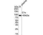 C1S Antibody in Western Blot (WB)