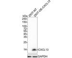 CXCL13 Antibody in Western Blot (WB)