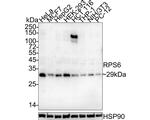 S6 Recombinant Mouse Monoclonal Antibody (A6B8-R)