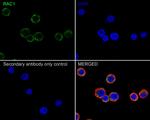RAC1 Recombinant Rabbit Monoclonal Antibody (PSH05-09)