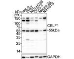 CUGBP1 Antibody in Western Blot (WB)