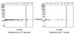 TXNDC9 Antibody in Western Blot (WB)