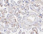 Adiponectin Antibody in Immunohistochemistry (Paraffin) (IHC (P))