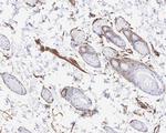 Adiponectin Antibody in Immunohistochemistry (Paraffin) (IHC (P))