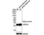 Adiponectin Antibody in Western Blot (WB)