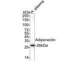 Adiponectin Antibody in Western Blot (WB)
