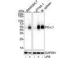 PD-L1 Antibody in Western Blot (WB)