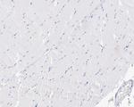 Nkx2.2 Antibody in Immunohistochemistry (Paraffin) (IHC (P))