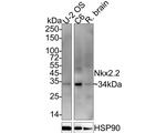 Nkx2.2 Antibody in Western Blot (WB)